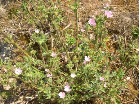 Althaea hirsuta